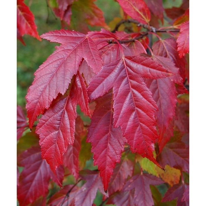 Клен Гиннала , С3 горшок, Н40-60 высота, 1 шт, Осень 2024