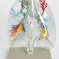 Макет "Лёгкие"