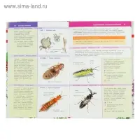 Лучший определитель. Насекомые России