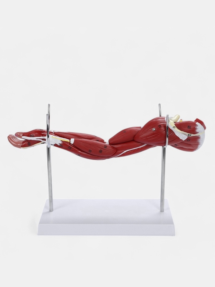 Макет "Рука, мышечное строение" 38см