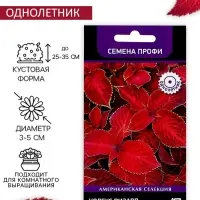 Семена цветов Колеус Визард Вельвет ред, 10шт