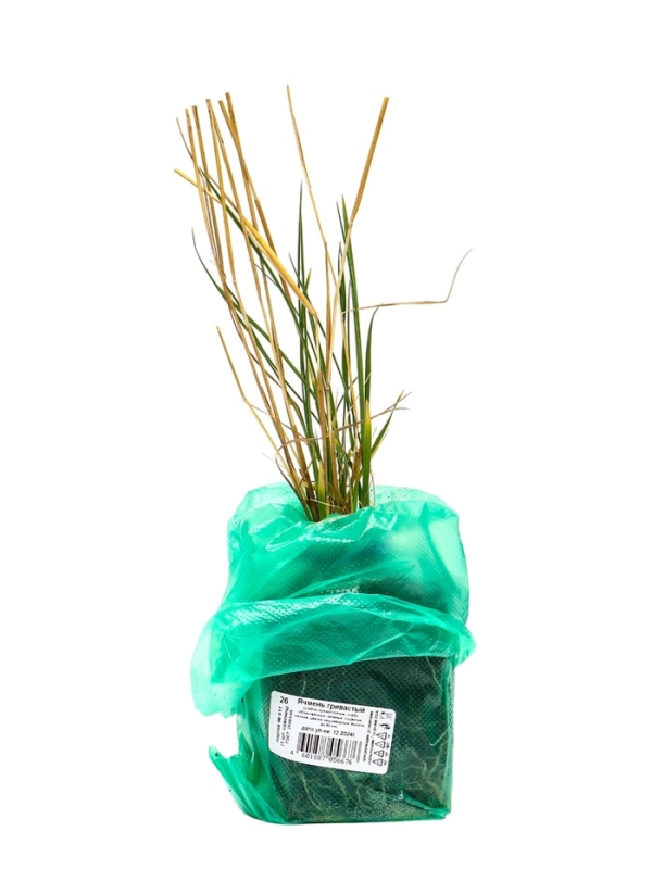 Ячмень гривастый, туба, 1 шт, Весна 2025