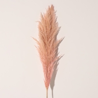 Сухоцвет "Кортадерия", 1 ветка, длина 140-150 см, персиковый