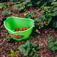 Ёмкость для сбора ягод, 3 л, &laquo;Малина&raquo;