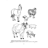 Рабочая тетрадь &laquo;Добро пожаловать в экологию!&raquo;, для детей 4-5 лет, средняя группа, часть 2, Воронкевич О. А.