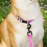 Набор &laquo;Нежность&raquo;, застёжка - фастекс, поводок 2 м и ошейник 28-46 см