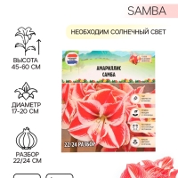 Амариллис Samba, многолетник, луковица, р-р 22/24, 1 шт.