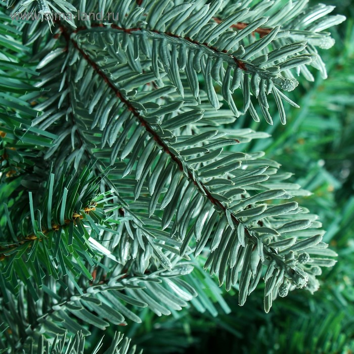 Ёлка "Эксклюзив голубая" 270 см d нижнего яруса 170 см 2433 ветки