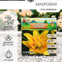 Лилия Махровая Fata Morgana, луковица в пакете с перфорацией, р-р 12/14, 2 шт.