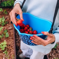 Ёмкость для сбора ягод, 3 л, &laquo;Черника&raquo;, голубая