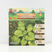 Хоста &laquo;Рейнфорест Санрайз&raquo;, корневище в пакете с торфогрунтом, р-р I, 1 шт.