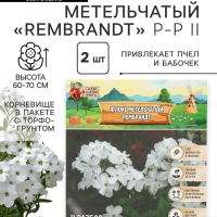 Флокс метельчтый Rembrandt корневище в пакете с торфогрунтом, р-р II, 2 шт.