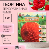 Георгина Декоративная BANTLING, клубелуковица в упаковке, р-р I, 1 шт.