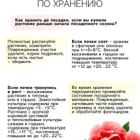 Пион Cytherea, корневище в пакете с торфогрунтом, р-р 2/3, 1 шт.