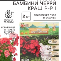 Флокс &laquo;Бамбини Черри Краш&raquo; корневище в пакете с торфогрунтом, р-р I, 2 шт.