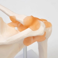 Макет "Плечевой сустав" 23*15*15см Макет "Плечевой сустав" 23*15*15см