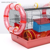 Клетка для грызунов "Хома 4", 55 x 37 x 42 см, микс цветов Клетка для грызунов "Хома 4", 55 x 37 x 42 см, микс цветов