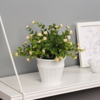 Бонсай в горшке "Гомфрена премиум" 21х10 см, микс