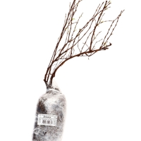 Лапчатка кустарниковая (Серия Северный сад) "Дейдаун" 1 шт, туба, Весна 2025