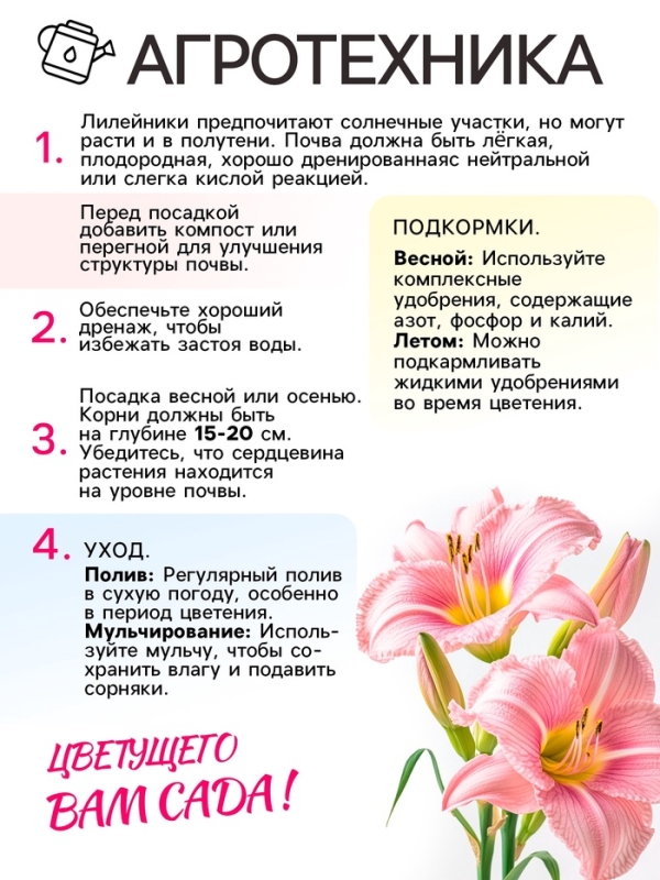 Лилейник Vanilla With Love, многолетник, корневище в пакете с торфогрунтом, р-р I, 1 шт.