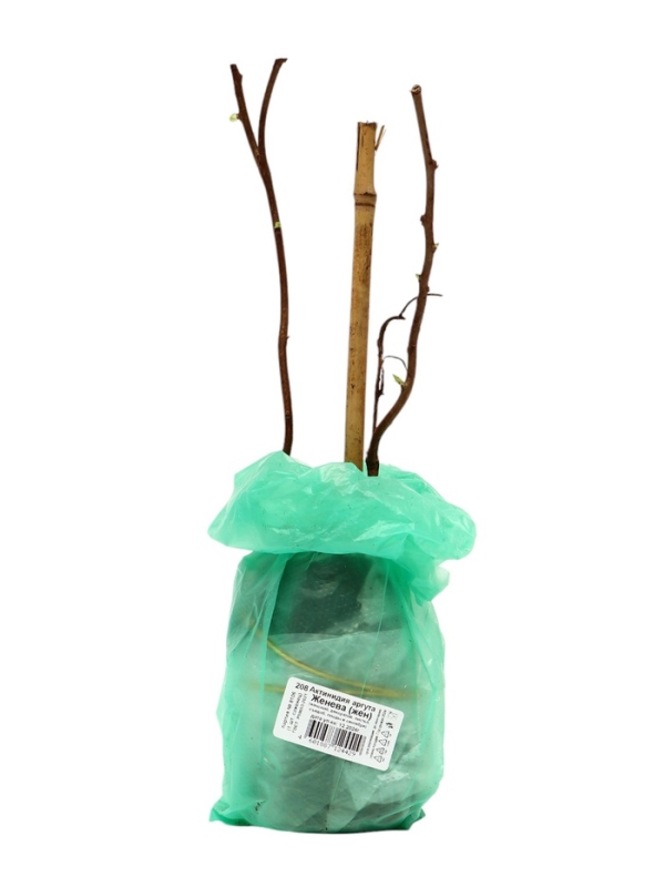 Актинидия аргута (Серия Северный сад) &laquo;Женева &raquo;, саженец,1 шт., туба