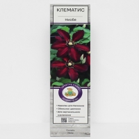 Клематис крупноцветковый "Ниобе ", 1 шт, туба, Весна 2025