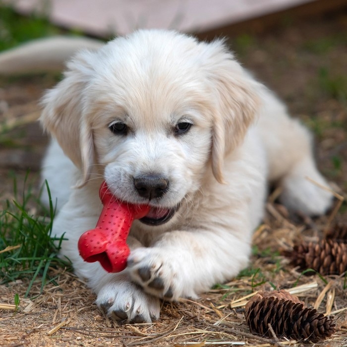 Игрушка жевательная Игрушка жевательная "Кость малая", TPR, 8,5 см, красная