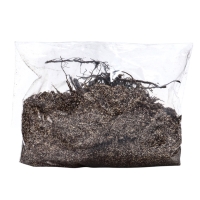 Флокс "Крем де ля Крем" р-р I, 2 шт, Весна 2025, ЭКОНОМ,