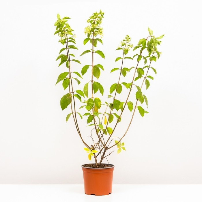 Гортензия метельчатая Мэджикал Килиманджаро, С3 горшок, Н10-50 высота, 1 шт, Лето 2024