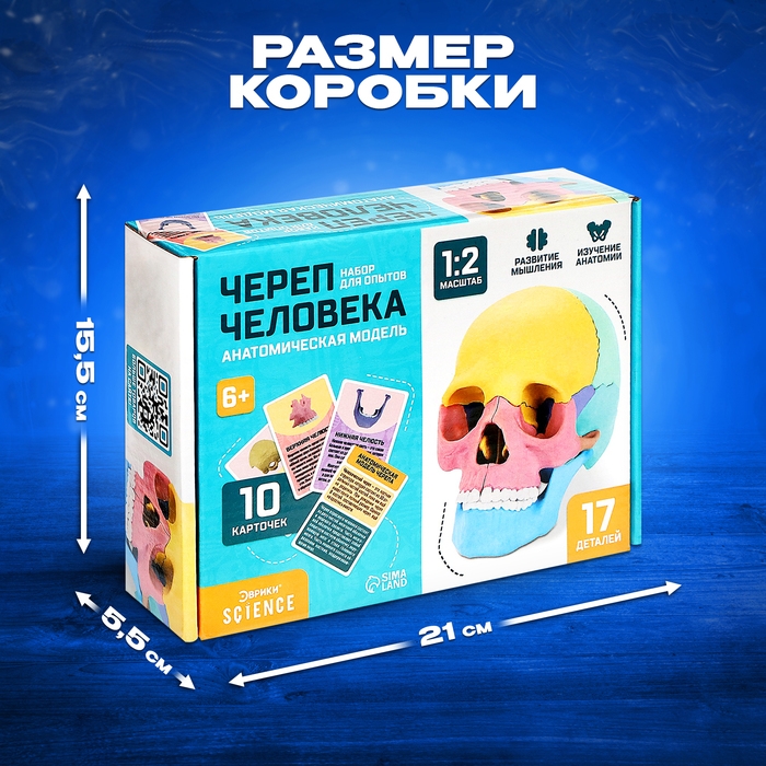 Набор для опытов &laquo;Череп человека&raquo;, анатомическая модель