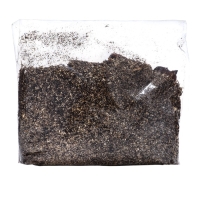 Хоста "Antioch", р-р I, размер ML,1 шт, Весна 2025, ЭКОНОМ,