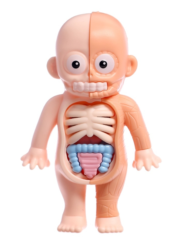 ЭВРИКИ Набор для опытов "Строение тела человека", 15 деталей