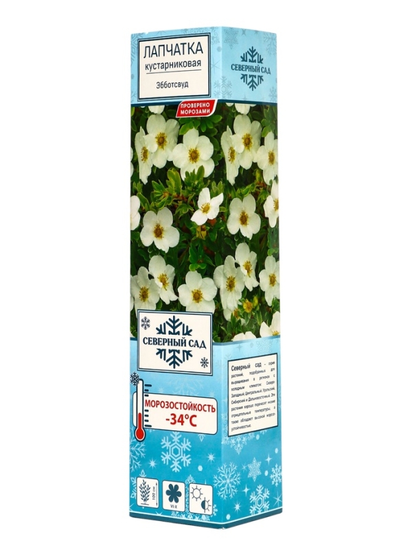 Лапчатка кустарниковая (Серия Северный сад) «Эбботсвуд» саженец, декоративный, цветущий, 1 шт., туба Лапчатка кустарниковая (Серия Северный сад) «Эбботсвуд» саженец, декоративный, цветущий, 1 шт., туба