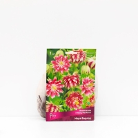 Аквилегия &laquo;гибрид МакКаны Нора Барлоу &raquo;, корневище в торфогрунте, р-р I, 1 шт.