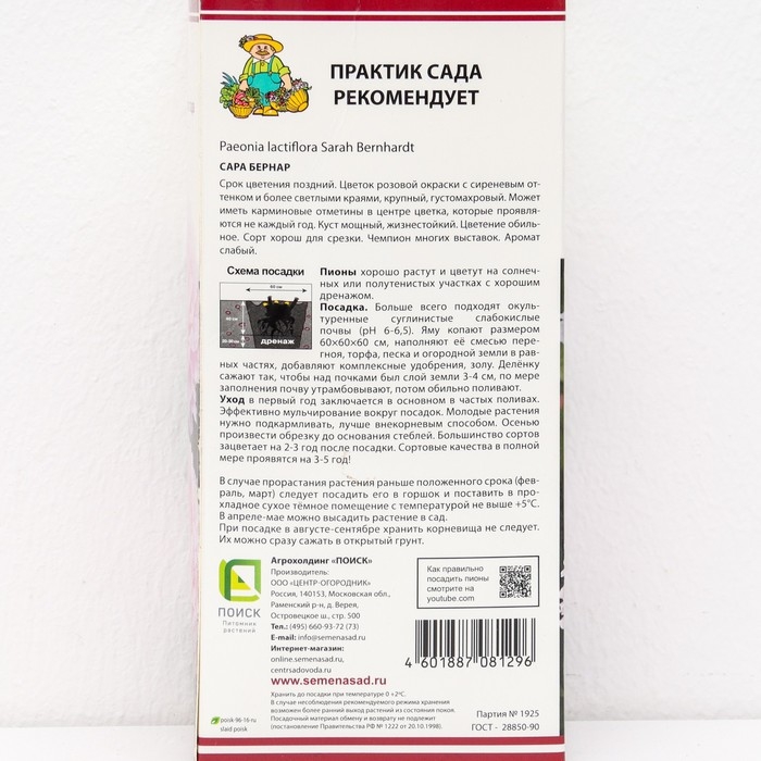 Пионы молочноцветковые и гибриды "Сара Бернар ", 1 шт, р-р 2-3, Весна 2025