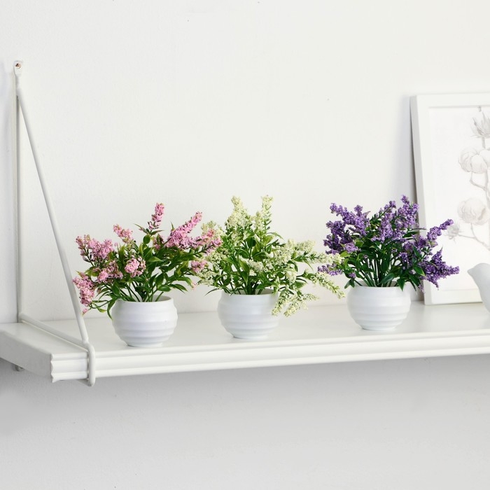 Бонсай в горшке Бонсай в горшке "Шалфей предсказателей" 5,5х11 см, микс