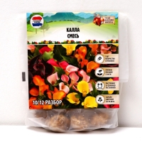 Калла &laquo;Смесь&raquo;, клубнелуковица в пакете с перфорацией, р-р 10/12, 5 шт.