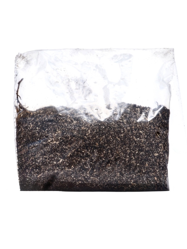 Лилии Трубчатые смотрящие вверх "Pink Planet", р-р 14/16, 2 шт, Весна 2025, ЭКОНОМ,