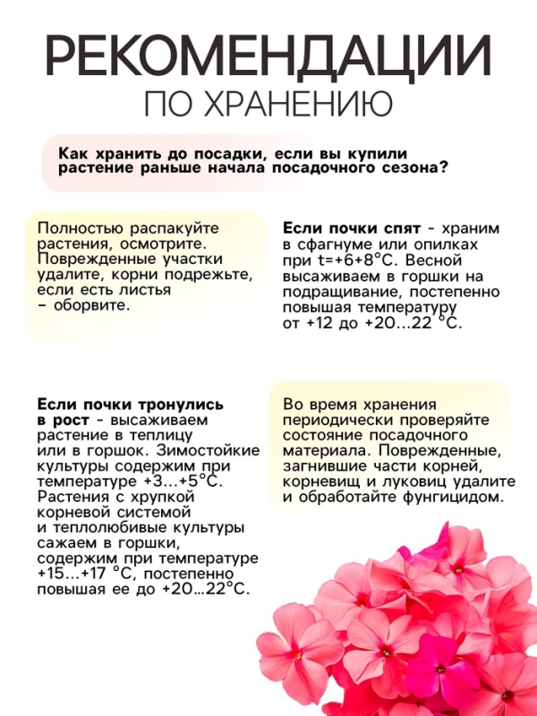 Флокс &laquo;Бэби Фейс&raquo; корневище в пакете с торфогрунтом, р-р I, 2 шт.