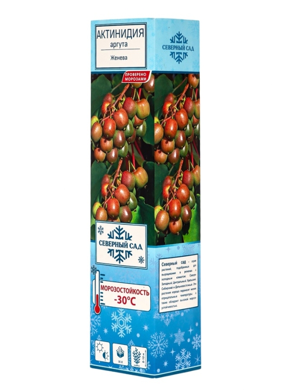 Актинидия аргута (Серия Северный сад) &laquo;Женева &raquo;, саженец,1 шт., туба