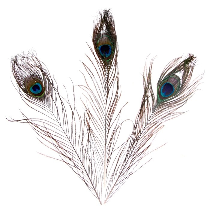 Перо павлина для декора, набор 3 шт., размер 1 шт. — от 25 до 30 см Перо павлина для декора, набор 3 шт., размер 1 шт. — от 25 до 30 см