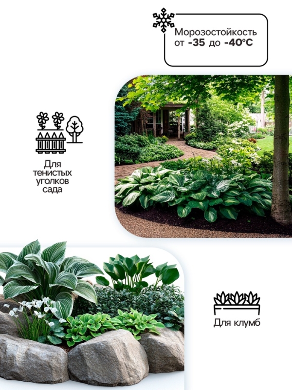 Хоста Undulata Mediovariegata, корневище в пакете с торфогрунтом, р-р I, размер M,1 шт.