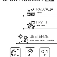 Семена Амарант Метельчатый Пигми Торч 0.1г*