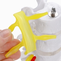 Макет "Грудная клетка, тазовые кости" 65*33*25см