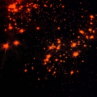 Краситель неоновый KONFINETTA, коралловый, 7 г.