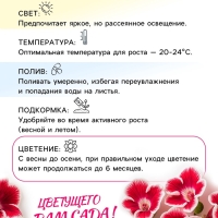 Глоксиния &laquo;Дефианс&raquo; многолетник, комнатный, луковица в пакете с перфорацией, р-р 5/6, 2 шт.