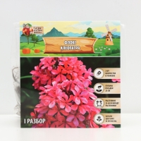 Флокс &laquo;Клеопатра&raquo; корневище в пакете с торфогрунтом, р-р I, 2 шт.