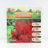 Астильба Арендса Granatмноголетник, корневище в торфогрунте, р-р II, 2 шт.