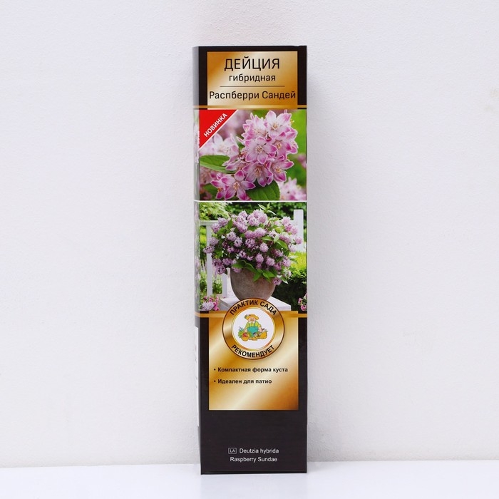 Дейция гибридная (Серия Патио) Люкс &laquo;Распберри Сандей&raquo;, саженец декоративный, цветущий, 1 шт., туба