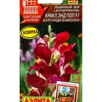 Семена цветов Львиный зев Кракл энд поп F1 бургунди биколор С. Floranova Цветущий балкон, Ц/П,7 шт.